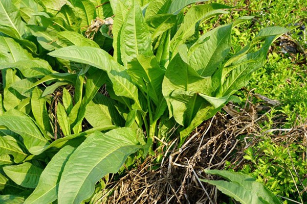 魯梅克斯牧草的優(yōu)缺點