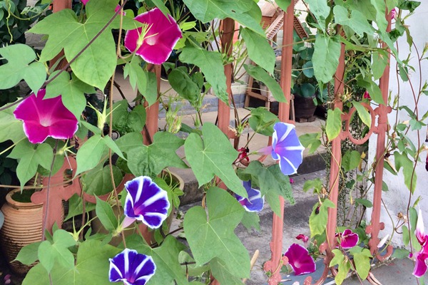 牽?；ㄊ裁磿r候開花(花期有多久)