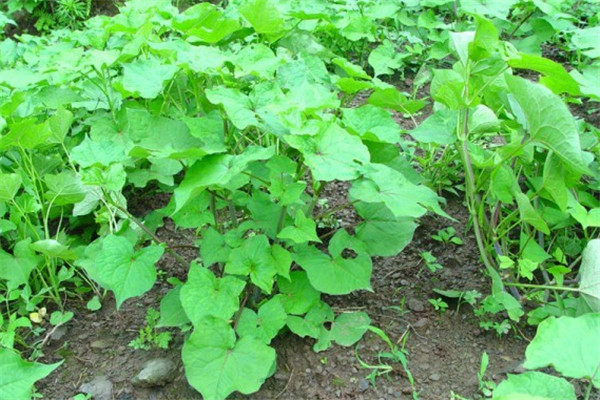 蕎麥種子多少錢(qián)一斤