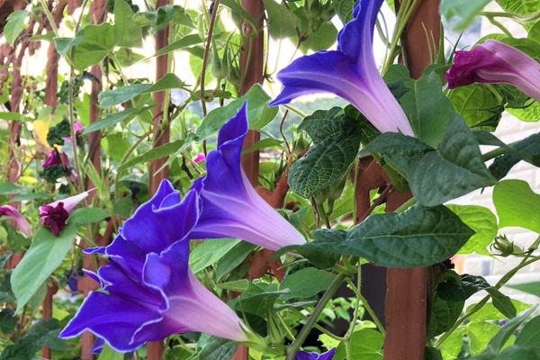 牽?；ㄊ裁磿r候開花(花期有多久)