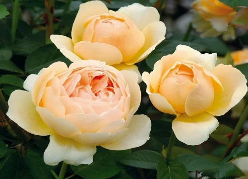 春天月季花的養(yǎng)護(hù)注意事項