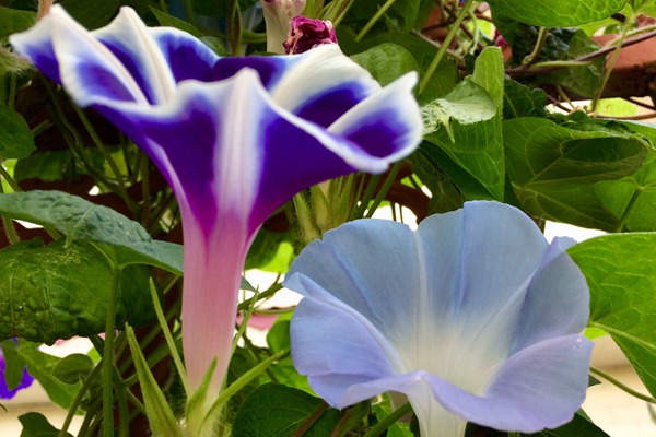 牽?；ㄊ裁磿r候開花(花期有多久)