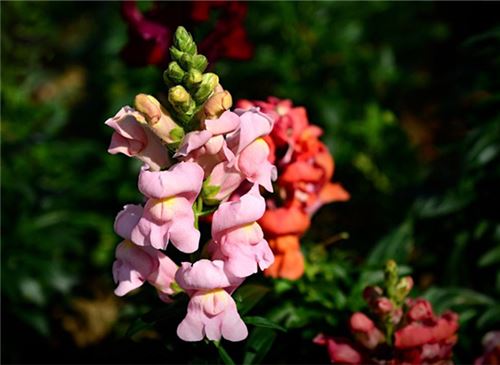 春天開(kāi)的花有哪些