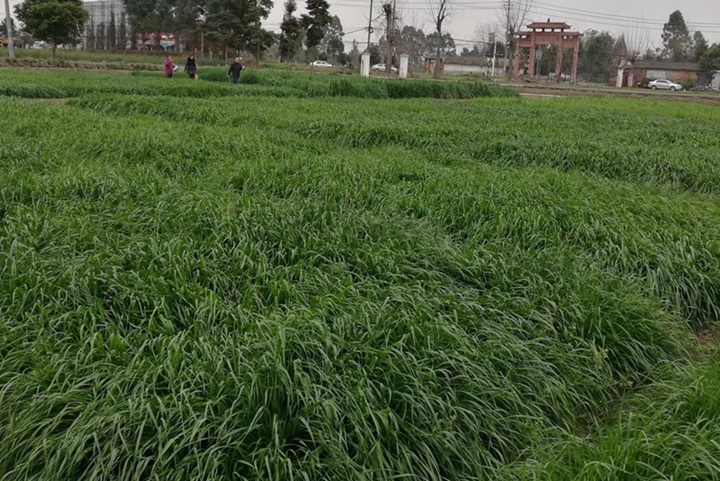 冬牧70黑麥草什么時候播種