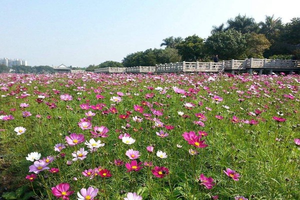 秋英花與格?；ǖ膮^(qū)別有哪些？