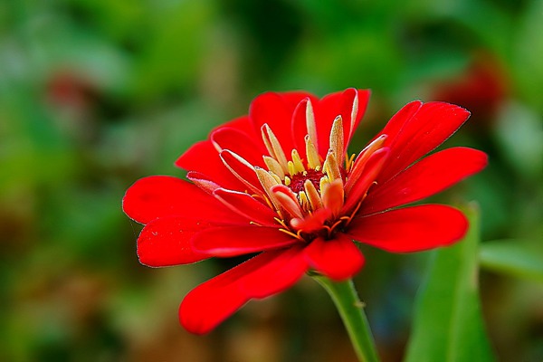 百日草的花語(yǔ)及象征意義