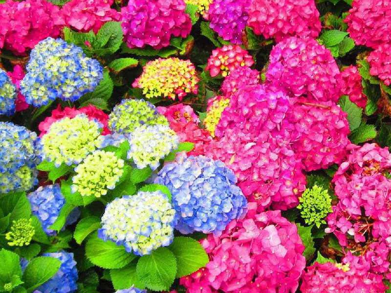 繡球花的花語，繡球花花期是幾月
