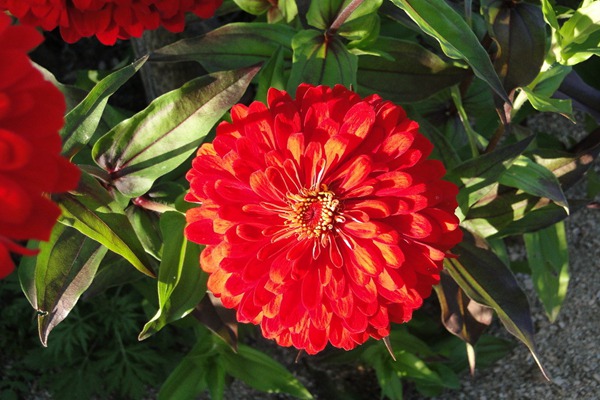 百日草的花語(yǔ)及象征意義