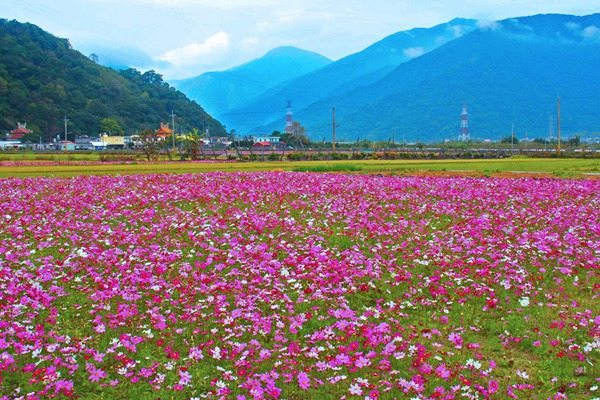 秋英花與格?；ǖ膮^(qū)別有哪些？