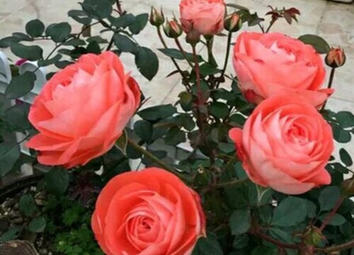 春天月季花的養(yǎng)護(hù)注意事項