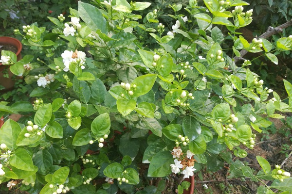 茉莉花的種植步驟詳解