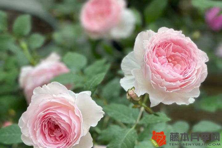 冬季種植月季花小苗需要注意些什么？