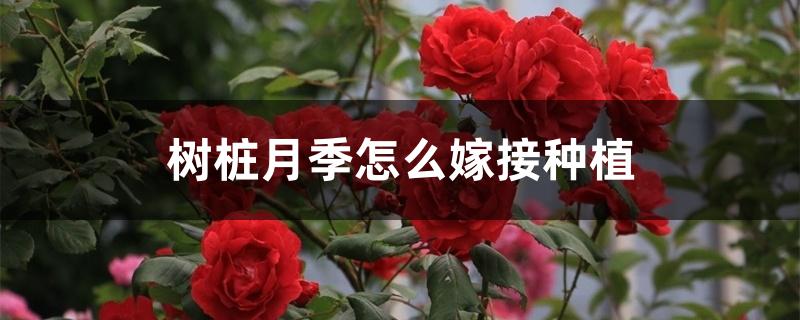 樹(shù)狀月季的嫁接方法