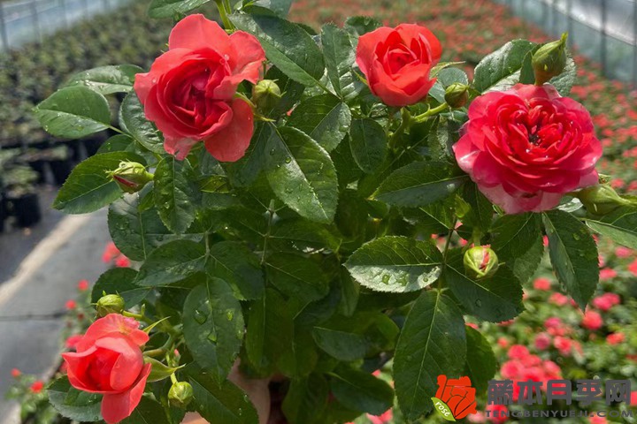 夏季月季花殘花修剪養(yǎng)護