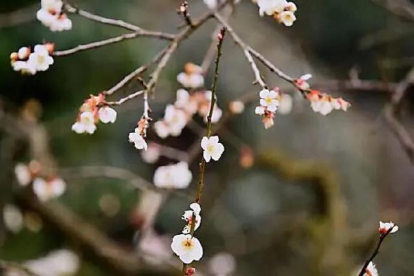 什么品種梅花最好最貴(梅花珍貴品種排名)