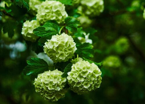 繡球花又叫什么花(繡球花的別名)