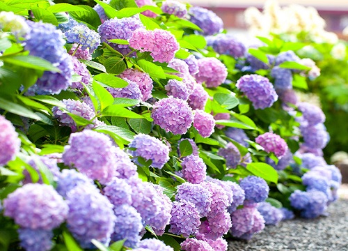 繡球花什么時(shí)候換盆最好