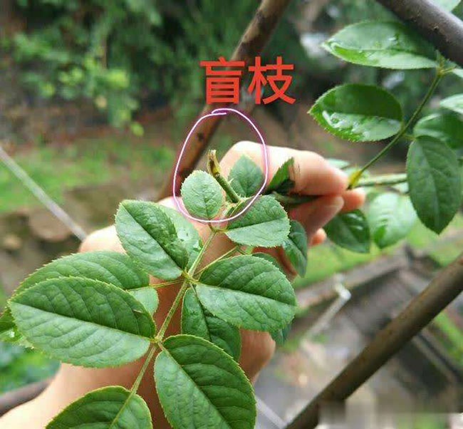 月季盲芽怎么修剪？