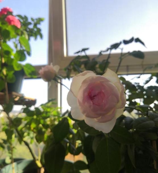 波萊羅月季室內(nèi)陽臺種植效果圖賞