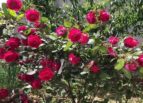 月季花徒長(zhǎng)高度不長(zhǎng)花苞是怎么回事