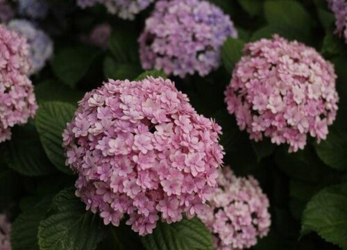 花手鞠繡球是新老枝開(kāi)花嗎？