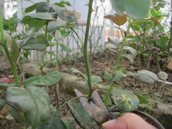 土豆可以用來扦插月季嗎？看看花友是怎么操作的