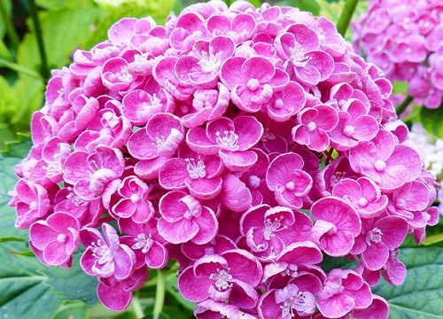 繡球花可以放在臥室里面嗎？