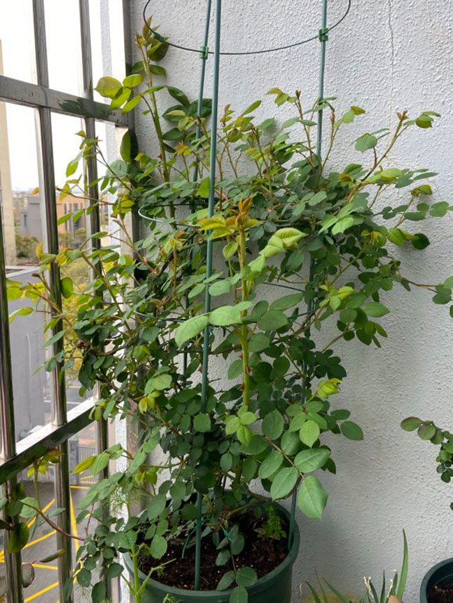 月季盲芽怎么修剪？