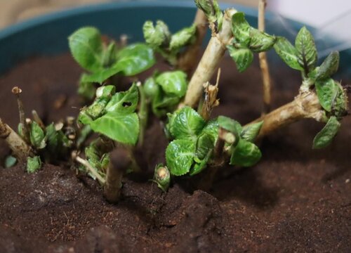 繡球花到了冬天會掉葉子嗎