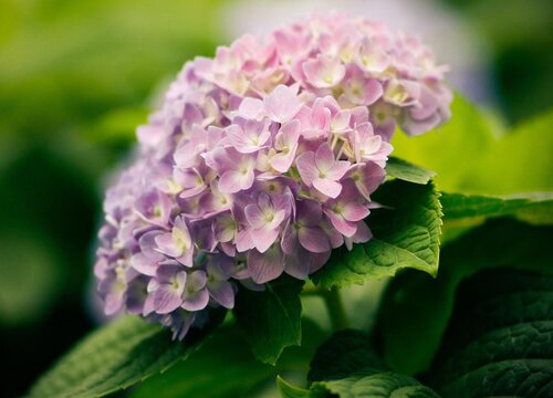 繡球花能吃嗎(繡球花有沒有毒)