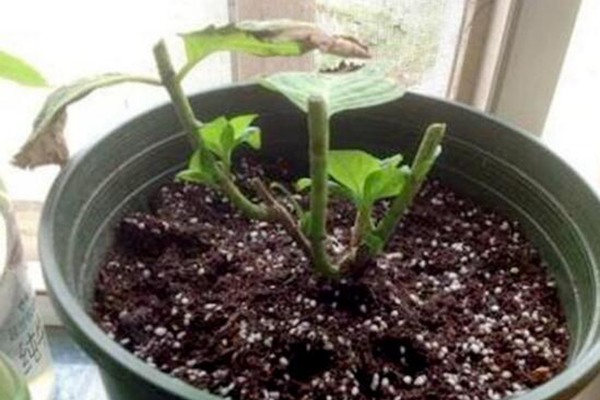 繡球花什么時候修剪(繡球花修剪注意事項)
