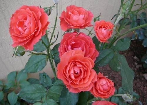 月季花徒長(zhǎng)高度不長(zhǎng)花苞是怎么回事
