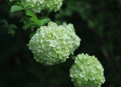 木本繡球花耐寒嗎