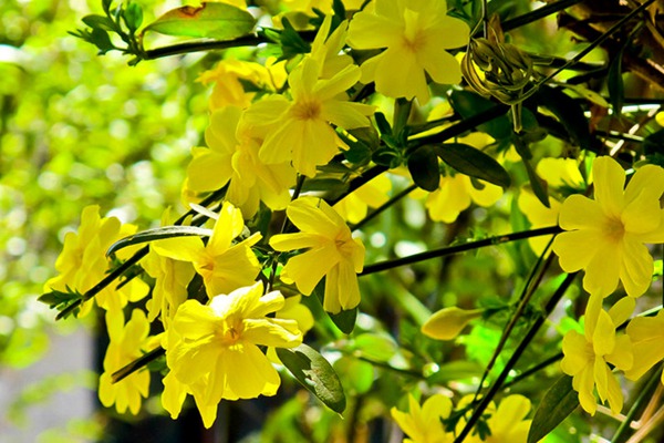 迎春花種植最為簡(jiǎn)單粗暴的方法，沒(méi)有之一！