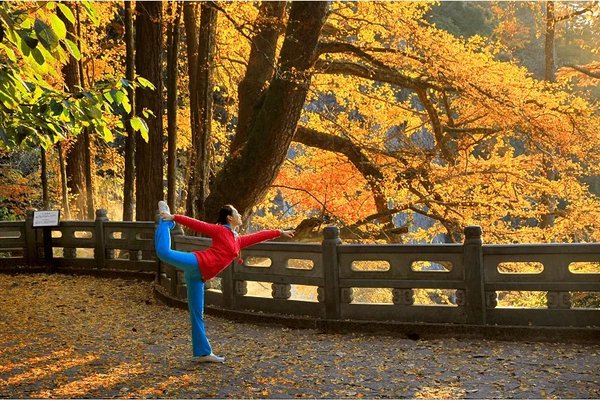 中國十大千年古銀杏樹-國內(nèi)銀杏樹樹齡排名