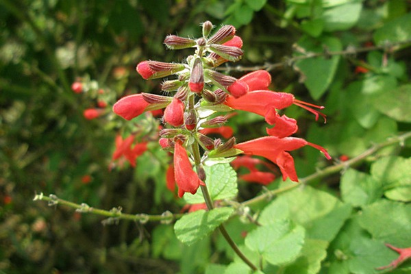 紅花鼠尾草種子