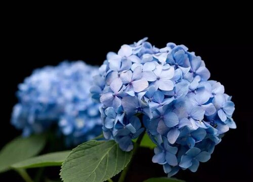 繡球花可以放在臥室里面嗎？
