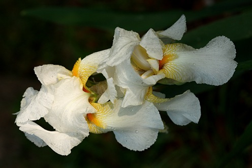 鳶尾的種植養(yǎng)護(hù)日記