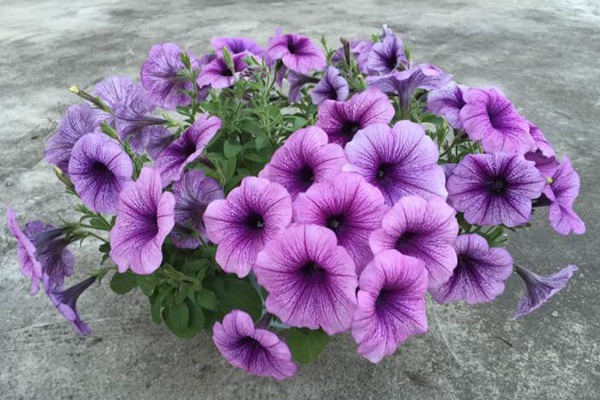 如何延長矮牽牛花期