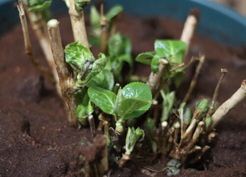 繡球花到了冬天會掉葉子嗎