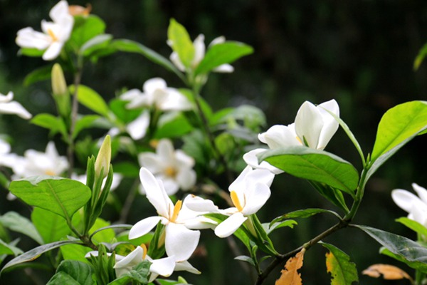 [梔子花]梔子花花期_種子種植方法