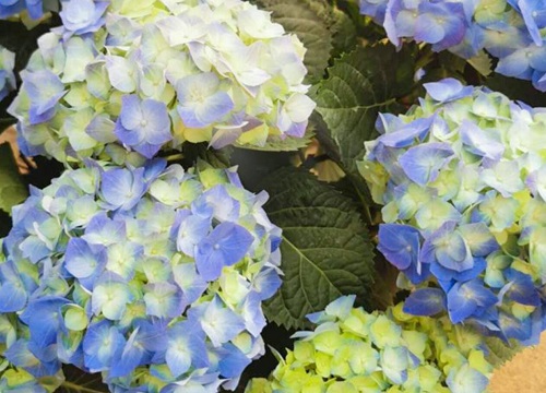 繡球花可以放在臥室里面嗎？