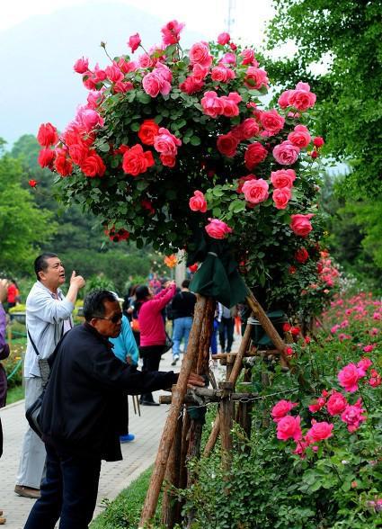 月季花能和什么樹嫁接