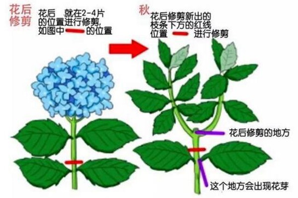 繡球花什么時候修剪(繡球花修剪注意事項)
