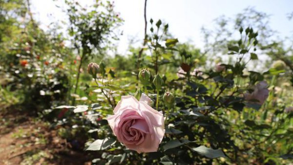 月季花能和什么樹嫁接