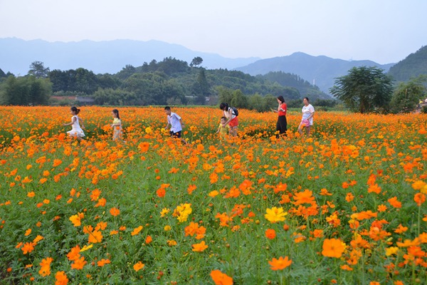 硫華菊