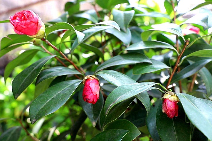 [茶花]茶花圖片_批發(fā)價格_花期