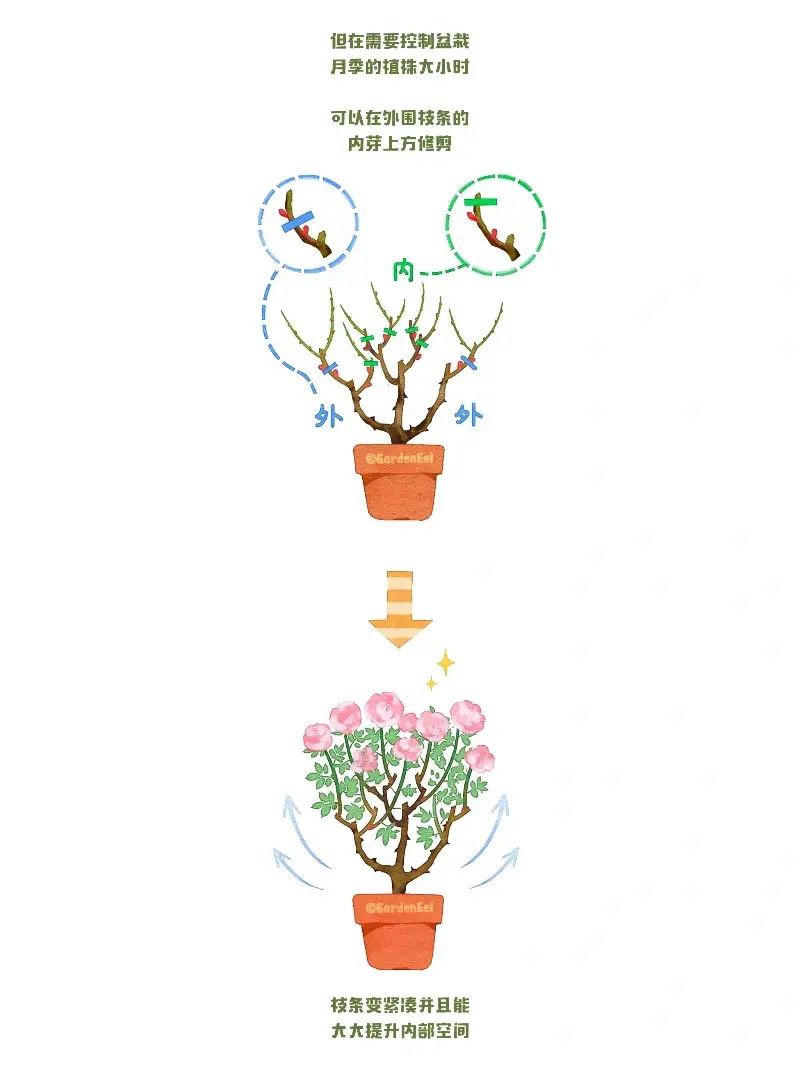 月季冬剪通用基本原則(圖文教程)