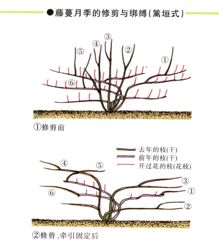 爬藤月季冬季修剪橫拉技巧（做好了來年輕松開爆花）