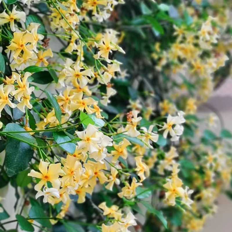 [黃色風(fēng)車茉莉]黃色風(fēng)車茉莉花期_批發(fā)價格